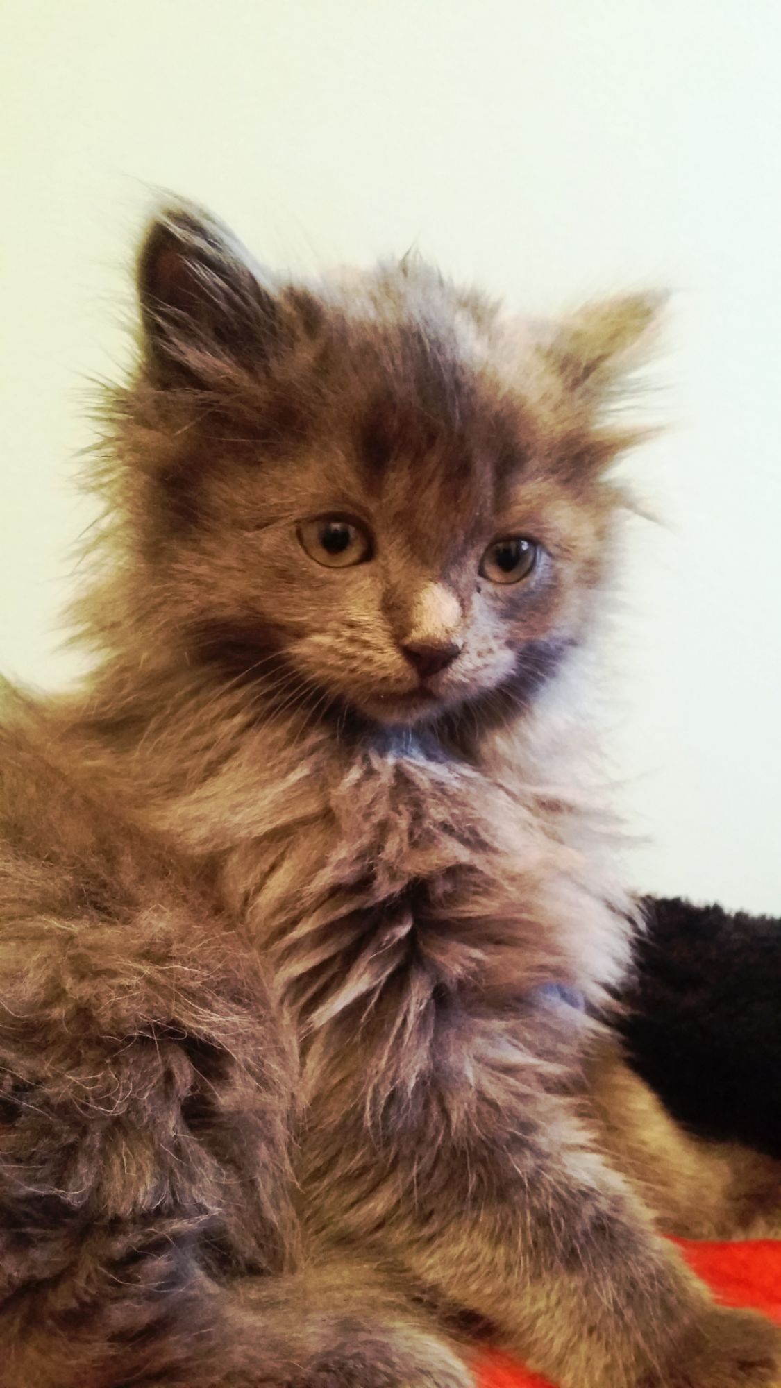 15-Nov-2025: Baby Porthos