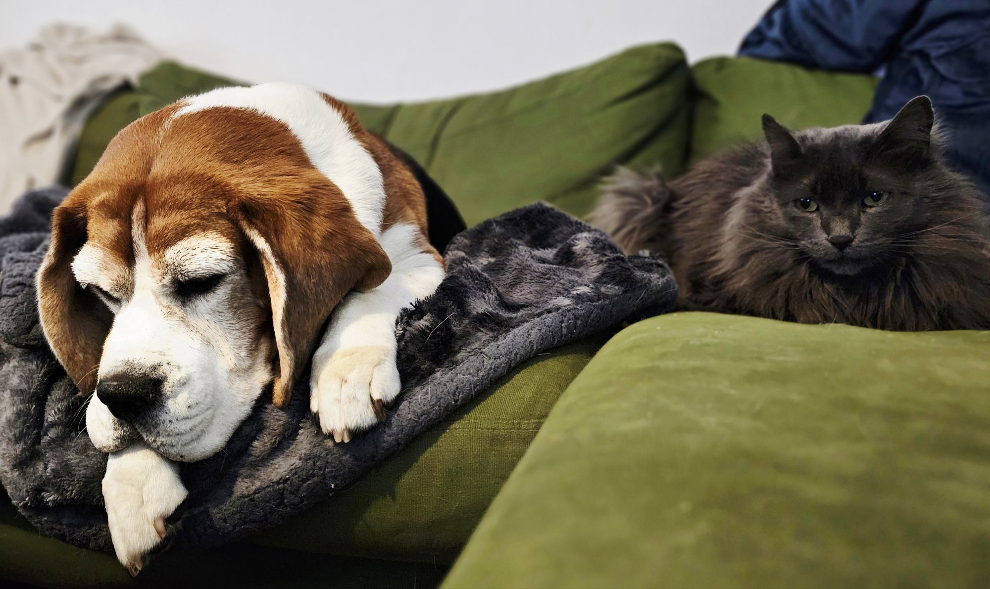 08-Nov-2025: These Lovebugs