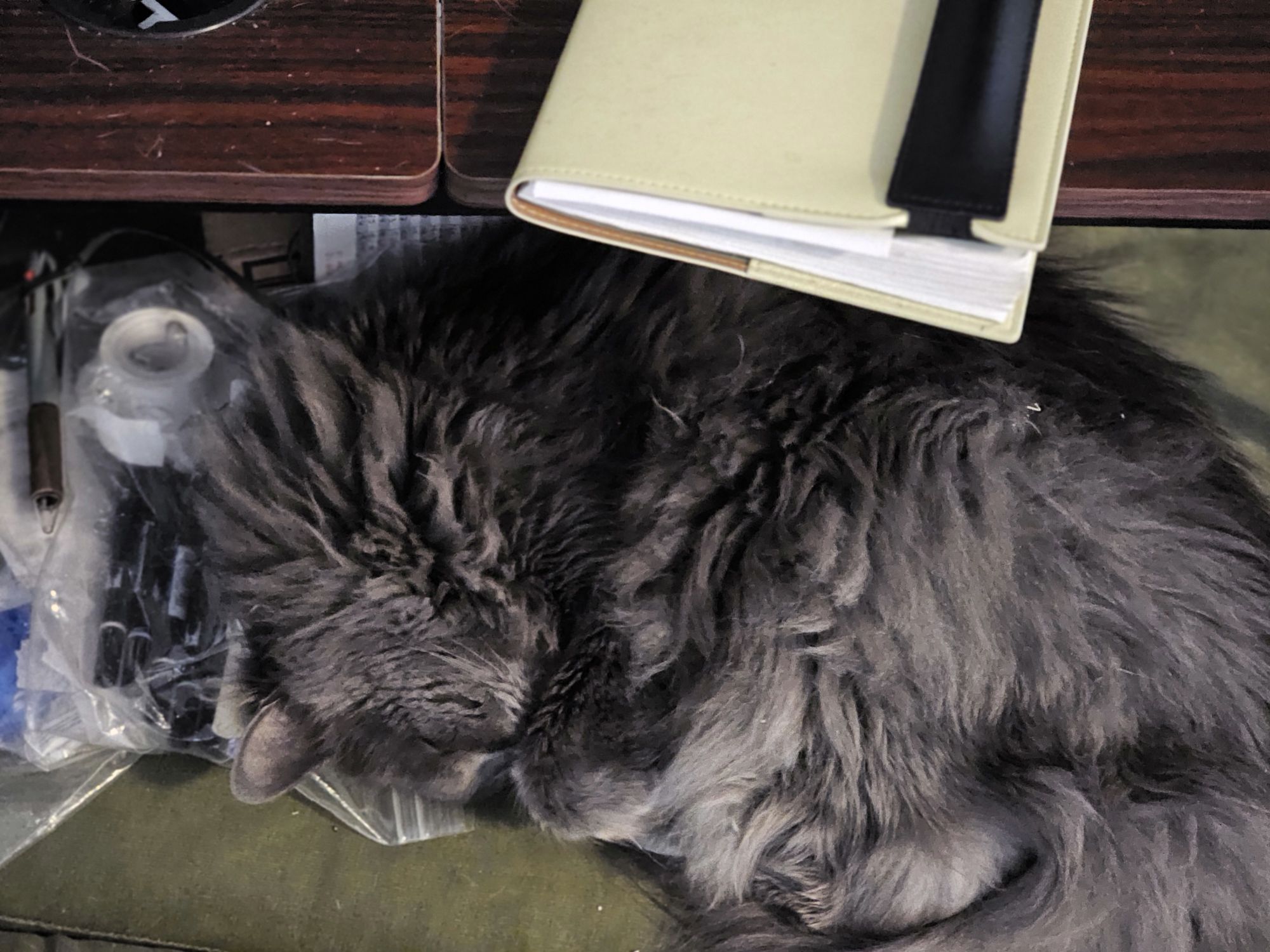 14-Nov-2025: The Cat Den