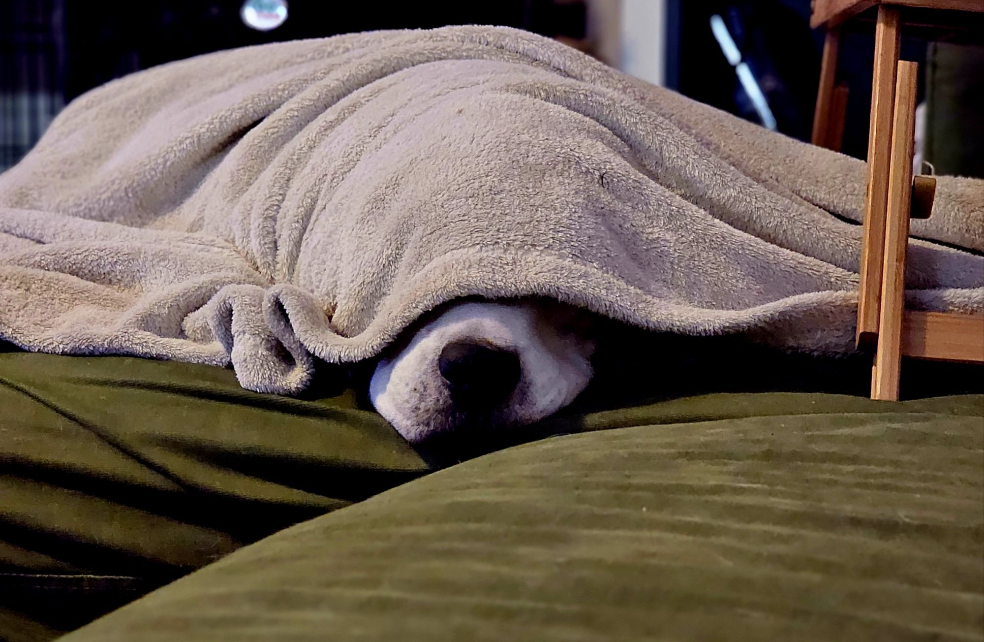 18-Nov-2025: Ziggy’s Nose