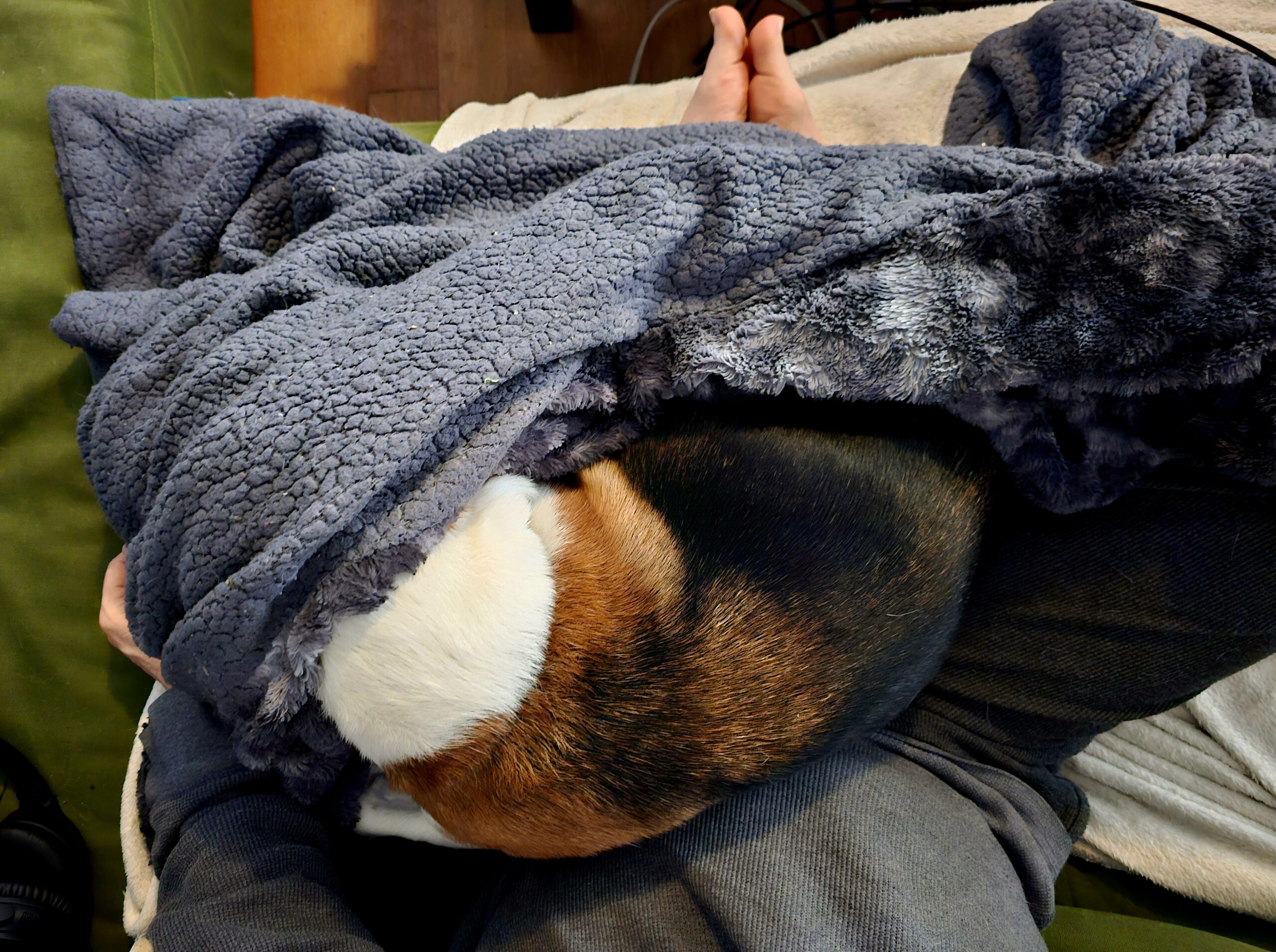 20-Nov-2025: Lap Dog