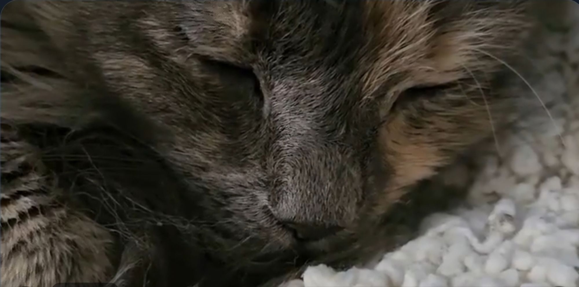 07-Nov-2025: The Cat Tribble