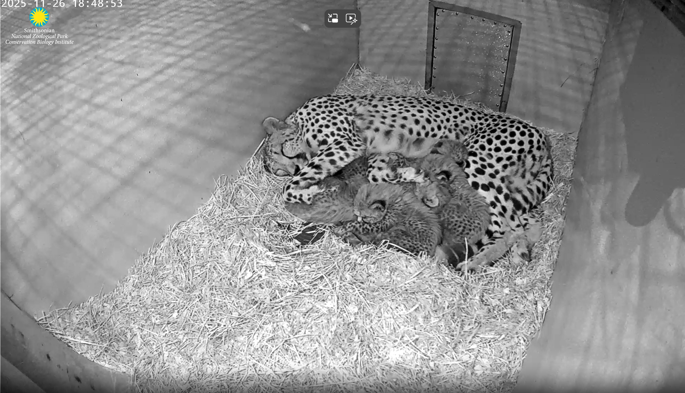 27-Nov-2025: Baby Cheetah Cam